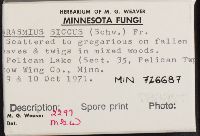 Marasmius siccus image