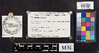thumbnail image of current specimen