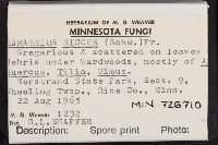 Marasmius siccus image