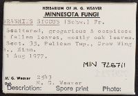 Marasmius siccus image