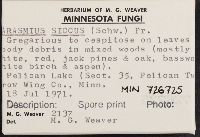 Marasmius siccus image