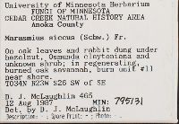 thumbnail image of current specimen