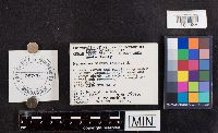 thumbnail image of current specimen