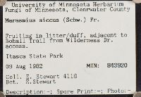 Marasmius siccus image