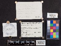 Marasmius siccus image