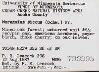 Marasmius siccus image