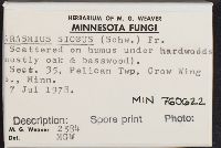 Marasmius siccus image