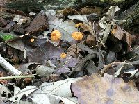 Marasmius siccus image
