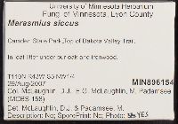 Marasmius siccus image