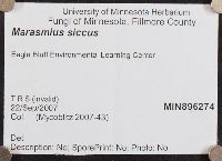 Marasmius siccus image