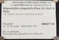 Megacollybia platyphylla image