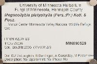 Megacollybia platyphylla image