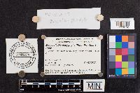 Megacollybia platyphylla image