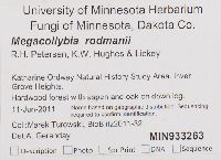 Megacollybia rodmani image