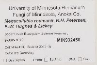 Megacollybia rodmanii image