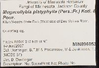 Megacollybia platyphylla image