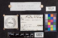 Megacollybia platyphylla image