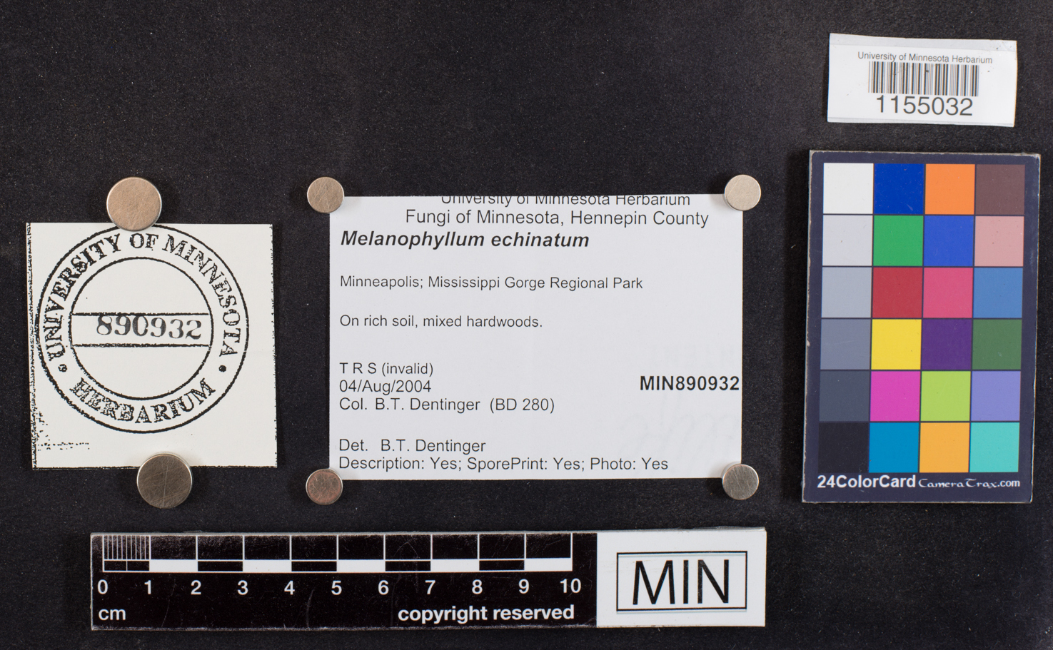 Melanophyllum haematospermum image