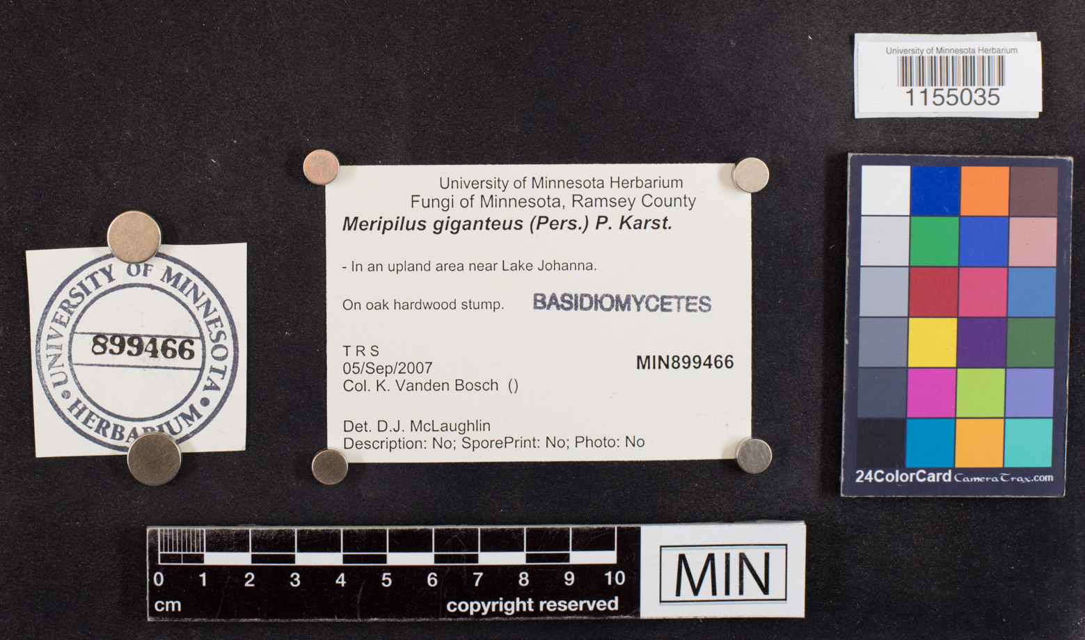 Meripilus giganteus image