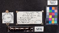 Image of Merulius ambiguus