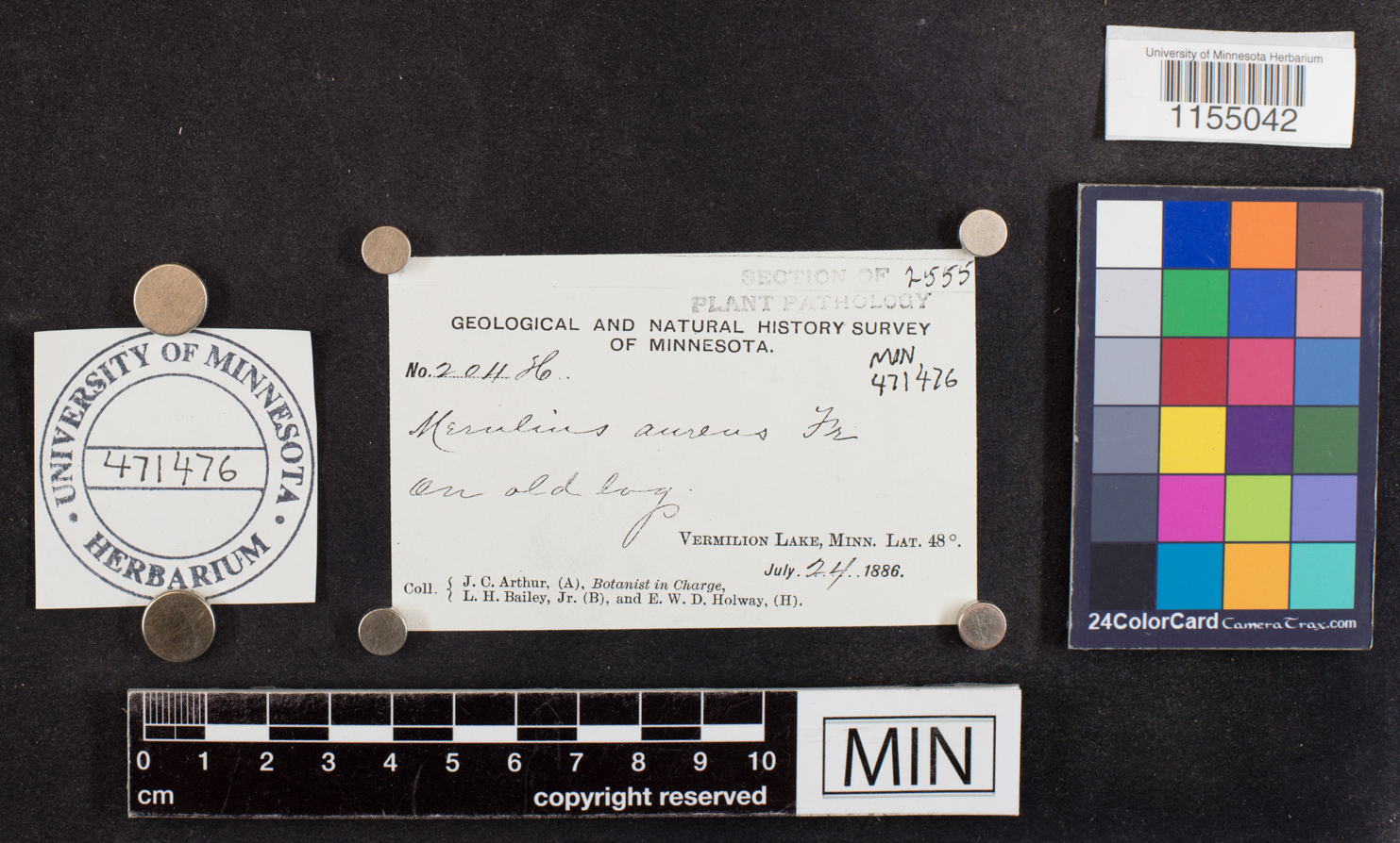 Merulius aureus image