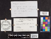 Mutinus caninus image