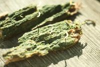 Multiclavula mucida image