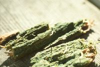 Multiclavula mucida image