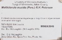 Multiclavula mucida image