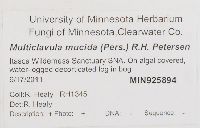 Multiclavula mucida image