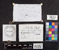 Multiclavula mucida image