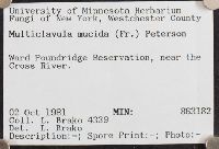 Multiclavula mucida image