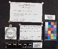 Multiclavula mucida image