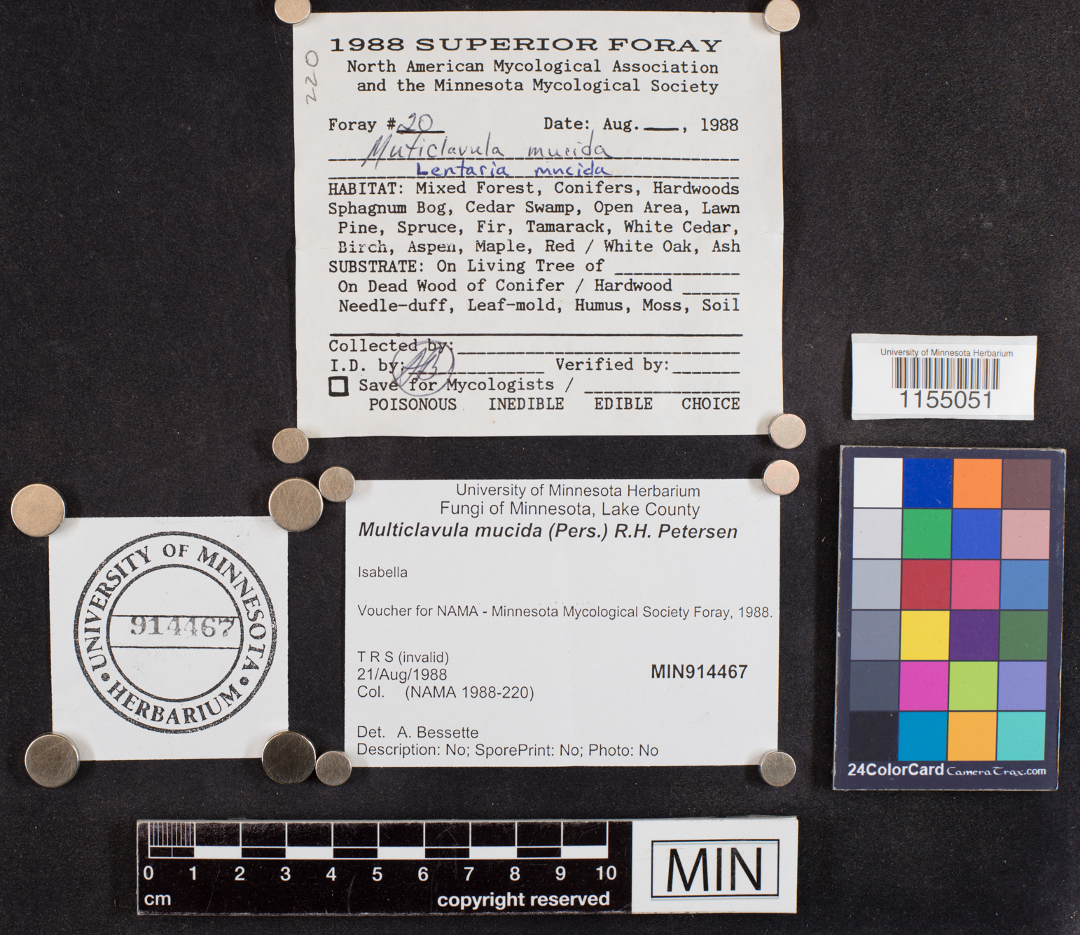 Multiclavula mucida image