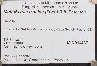 Multiclavula mucida image