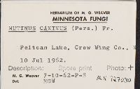 Mutinus caninus image