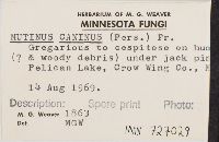 Mutinus caninus image