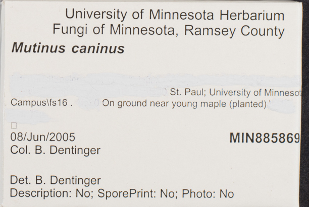 Mutinus caninus image