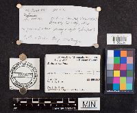 Mutinus caninus image