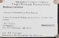 Mutinus caninus image