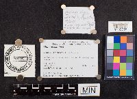 Mutinus caninus image