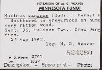 Mutinus caninus image