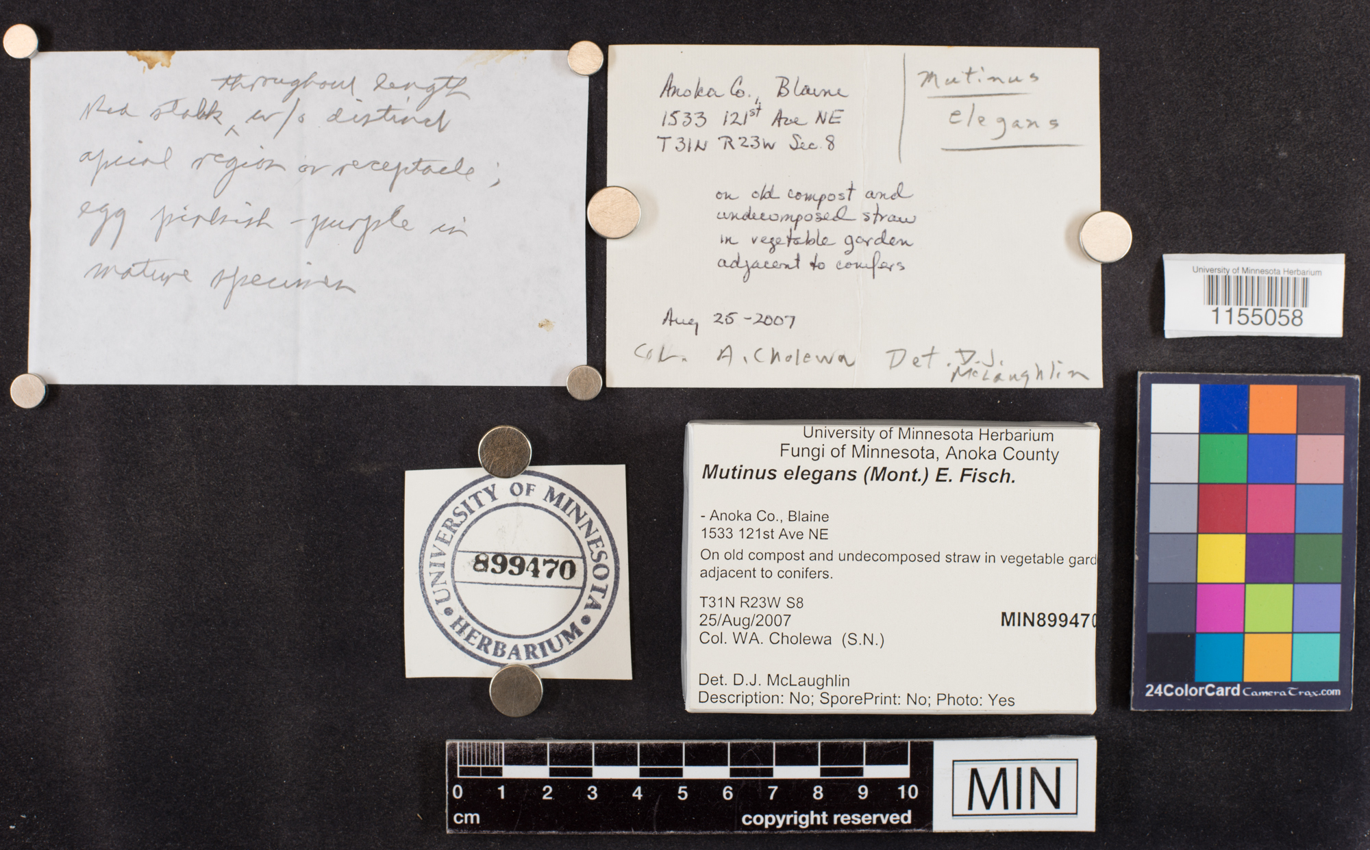 Mutinus elegans image