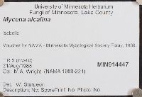 Mycena alcalina image
