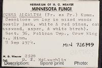 Mycena alcalina image