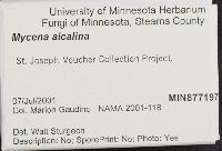 Mycena alcalina image