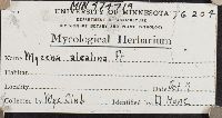 Mycena alcalina image