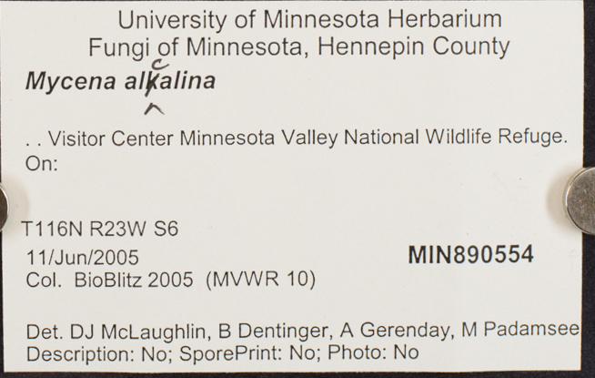 Mycena alcalina image
