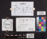 Mycena acicula image