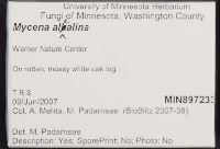 Mycena alcalina image